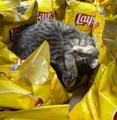 Real bodega cat from NYC